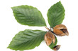 beechnuts