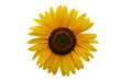 Image : tournesol