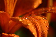 wassertropfen auf blütenblatt wassertropfen auf blütenblatt