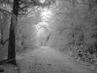 path of white