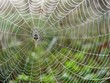 spiderweb in the meadow