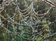 web in the morning