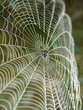 cobweb