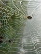 spiderweb
