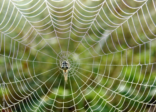 Photo: beautiful spiderweb beautiful spiderweb