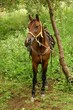 horse