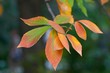 red green leaves of a chestnut