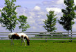 grazing horse