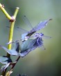 Photo: blue and grey dragonfly blue and grey dragonfly