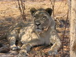 lioness
