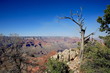 bordure grand canyon