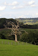 dry tree