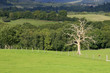 dry tree