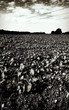 black earth