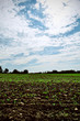 cultivation abondante