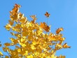 autumn leaves and blue sky