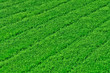 pelouse bien verte