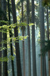 sunny morning in the forest