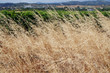 wheat