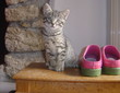 kitten