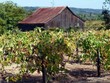 old barn and vineyard