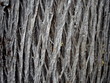 tree bark