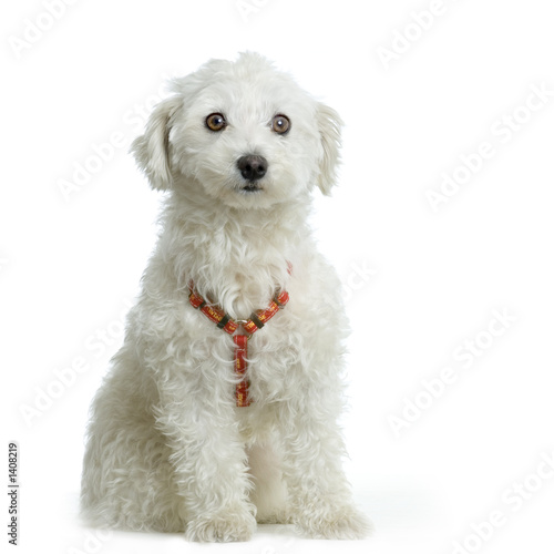 Photo: bichon maltais bichon maltais