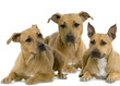 groupe d'american staffordshire terrier