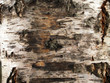 tree texture