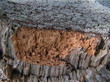 old tree's bark