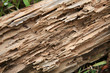 termite damaged wood termite damaged wood