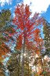 Image : beautiful fall tree