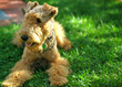 Photos : airedale terrier