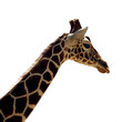 giraffes
