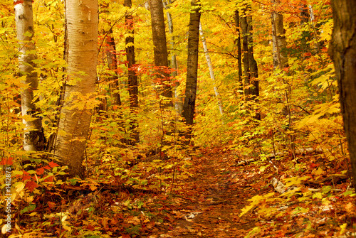 Photo: fall forest fall forest