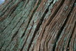 tree trunk