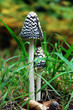 wild mushrooms