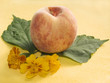 still-life with a peach