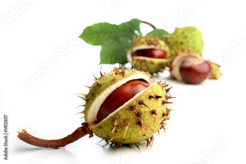chestnuts