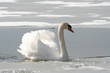 schwan schwan