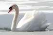 schwan