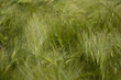 irish barley