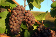 ripe pinot gris grapes