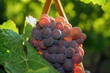 light shining through grape cluster