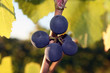 small grape cluster