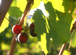 small grape cluster
