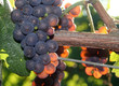 light shining through grape cluster