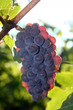 light shining through grape cluster