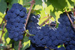 ripe pinot noir grapes