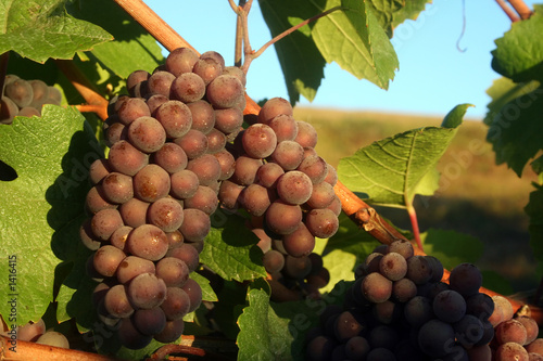 Photo: ripe pinot gris grapes ripe pinot gris grapes